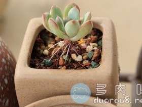 多肉长气根的几个可能原因,附应对方法