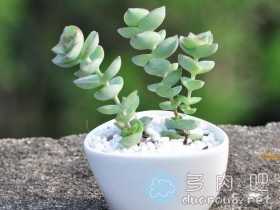 【多肉画图】10分钟教你画:星王子