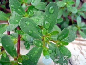 农村里随处可见的马齿苋,竟然也是多肉!