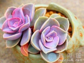 【多肉画图】10分钟教你画:紫珍珠