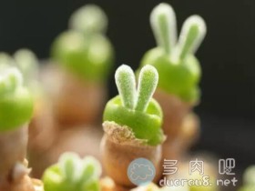 【多肉画图】教你10分钟画一只兔子多肉“碧光环”