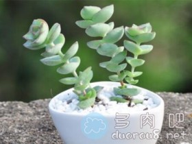 怎么养护多肉植物星王子?星王子栽培环境一览