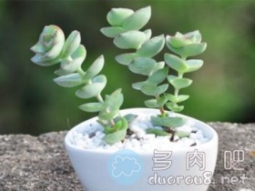 怎么养护多肉植物星王子？星王子栽培环境一览