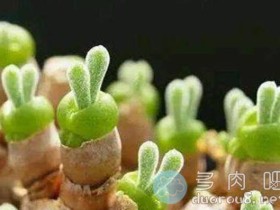 多肉植物里的“兔斯基”,碧光环种植日志