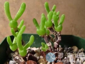 多肉植物碧光环和枝干番杏怎么区分?