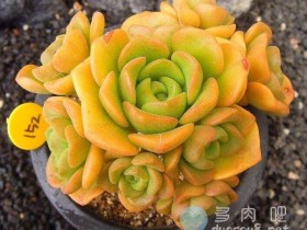 养好这几样多肉,你的人生会更有趣一点!