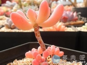 掌握这6个要素,养出果冻色多肉也并不那么难