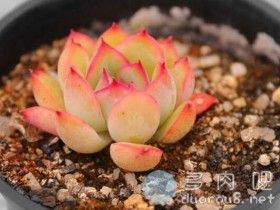 养果冻色多肉要用正确的方法,切勿用伤害它们的方法!