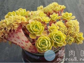 据说这11个款多肉,最2019年最流行的的品种!