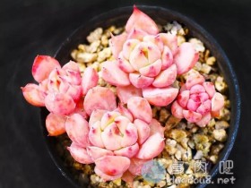 把握好这4点,你的多肉远离灰暗,绽放光泽!