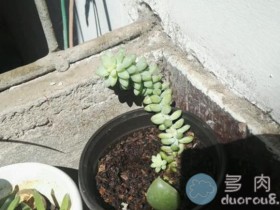 【晒图啦】淘宝上9.9元买回来的多肉,现在长这样