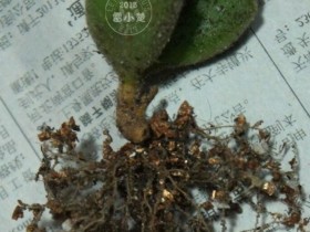 多肉上顽固的灰尘,应该怎么清理呢?