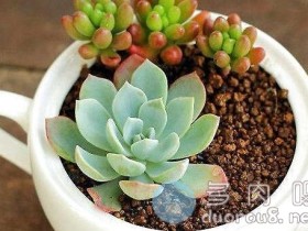 作为一个多肉萌新,读懂了这些“多肉术语”,入门如此轻松!
