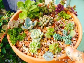 多肉铺面石可不只是美观,它还有更多妙用!