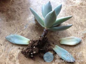 多肉杆变黑,是黑腐还是木质化?几招教你快速辨别