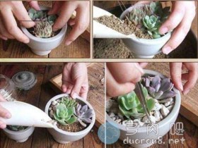 怎么挑选适合多肉的缓释肥?多肉施肥要注意些什么?