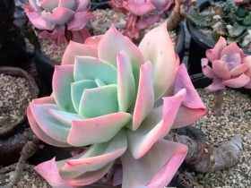 若能做到这6句口诀所言,你养的多肉想不美都不行!