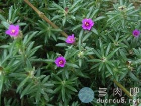 毛马齿苋和太阳花(大花马齿苋)的区别