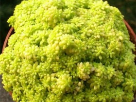 黄金万年草,拥有黄金一样迷人的色泽