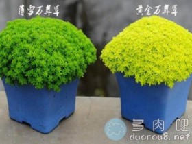 黄金万年草和薄雪万年草是同一种植物吗?有什么区别?