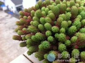 薄雪万年草(又名:矶小松)