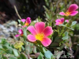 大花马齿苋(又名:太阳花、半枝莲、松叶牡丹、死不了)