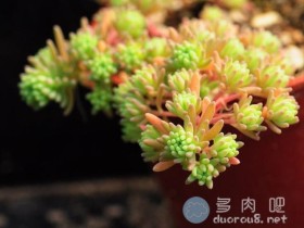 美丽的人间四月天,且看肉迷传授你养肉经验
