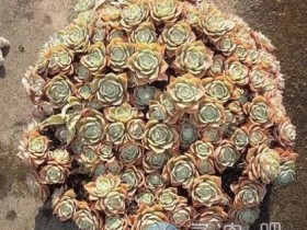 多肉好养吗?这株自生自灭7年的”绣球“多肉给你答案