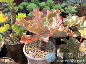 想要多肉快速长大or爆盆,这几种的正确方法不妨一试