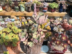 多肉花剑剪不剪,要区别对待