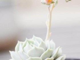 【组图】多肉花剑到底有多美?看过就会惊叹