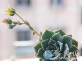 什么是多肉花剑?多肉花剑小知识科普