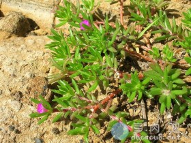 毛马齿苋(又名:行香子、姫松叶牡丹、小本半支莲、多毛马齿苋)