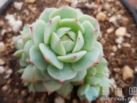 如果你觉得多肉的魅力不过如此,那么,请看完这40款美美的品种再说