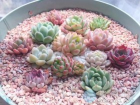 【精】超细致的多肉配土新手教程