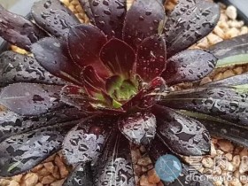 【组图】长出状态的多肉,在雨后究竟有多美?
