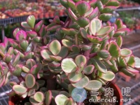 金枝玉叶锦化之物:雅乐之舞