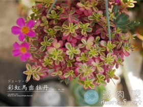 彩虹马齿苋(又名:太阳花锦、马齿苋锦、斑叶太阳花等)