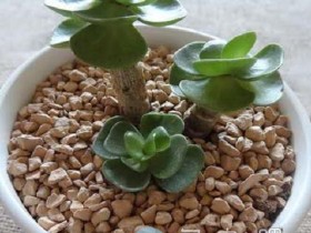 花期仅一天的金钱木