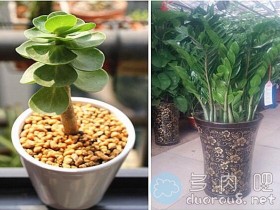 如何区分金钱木与金钱树?