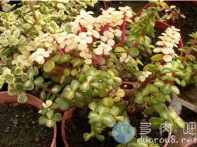 金枝玉叶锦化之物:雅乐之华