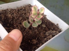 弄明白这两点,轻松区分雅乐之舞与雅乐之华