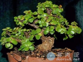 马齿苋科的贵族:金枝玉叶