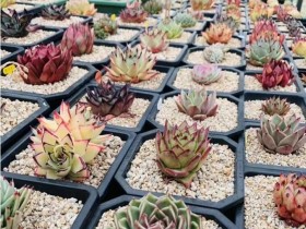 哪些多肉不能淋雨?淋雨之后的补救措施