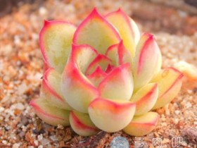 吃货的福利!这9种以食物命名的多肉,无论是名字还是形态都让人垂涎三尺