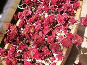 小球玫瑰多肉(又名:龙血景天)详细介绍