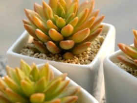 景天属多肉:加州落日