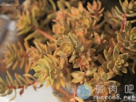 红日、铭月、黄丽如何区分?