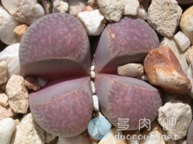 生石花品种之“太古玉系”