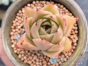 无论是萌新还是老手,这18条建议都能肋你养肉之路更轻松!
